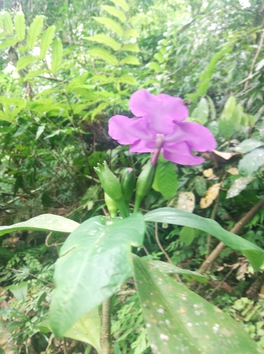 Brunfelsia pauciflora