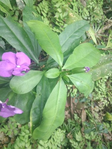 Brunfelsia pauciflora