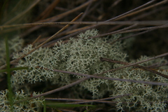 Cladonia confusa