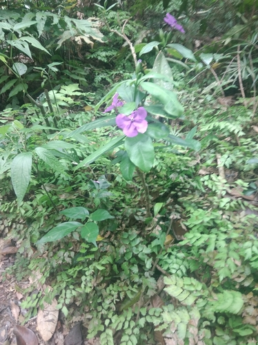 Brunfelsia pauciflora