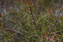 Hakea decurrens