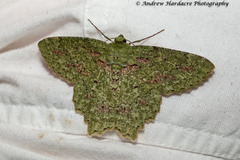 Herochroma urapteraria