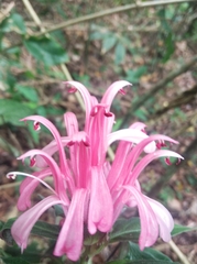 Justicia carnea