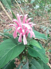 Justicia carnea