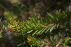 Pultenaea humilis