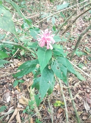 Justicia carnea