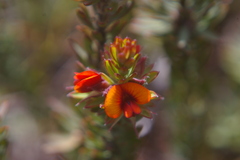 Pultenaea humilis
