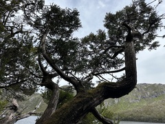 Athrotaxis selaginoides