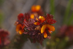 Pultenaea humilis