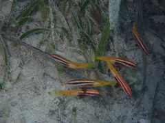 Parupeneus barberinoides