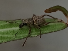 Metapocyrtus adspersus