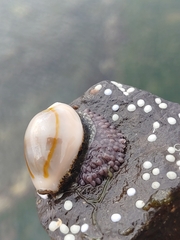 Monetaria annulus
