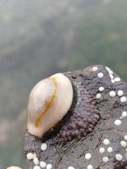 Monetaria annulus