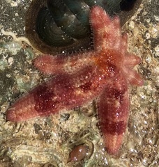 Allostichaster polyplax