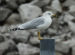 Larus delawarensis