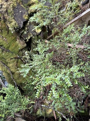Nothofagus cunninghamii