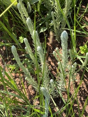 Helichrysum herbaceum