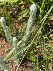 Helichrysum herbaceum