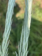 Helichrysum herbaceum
