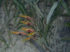 Parupeneus barberinoides