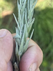 Helichrysum herbaceum