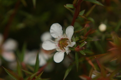 Leptospermum continentale