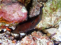 Canthigaster janthinoptera