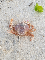 Polybius henslowii