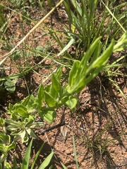 Pseudopegolettia tenella