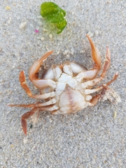 Polybius henslowii