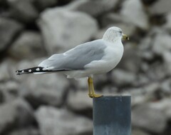 Larus delawarensis