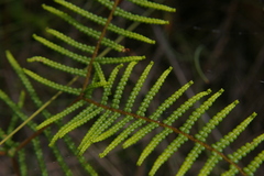 Gleichenia