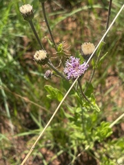 Pseudopegolettia tenella