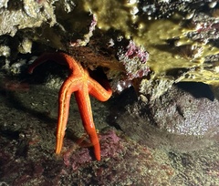 Henricia