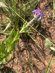 Pseudopegolettia tenella