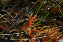 Selaginella uliginosa