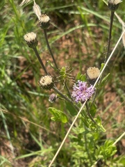 Pseudopegolettia tenella