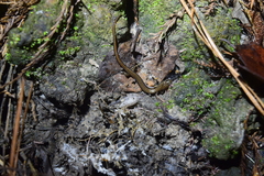 Eurycea quadridigitata