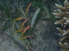 Parupeneus barberinoides