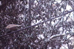 Phylloscopus collybita