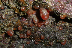 Dendrodoa grossularia