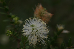 Melaleuca squarrosa
