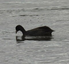 Fulica americana