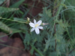 Chlorophytum cooperi