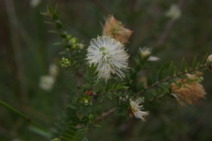 Melaleuca squarrosa