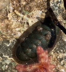 Ischnochiton australis