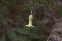 Billardiera mutabilis