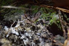 Eurycea quadridigitata