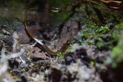 Eurycea quadridigitata