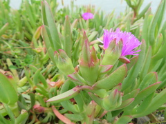 Carpobrotus rossii